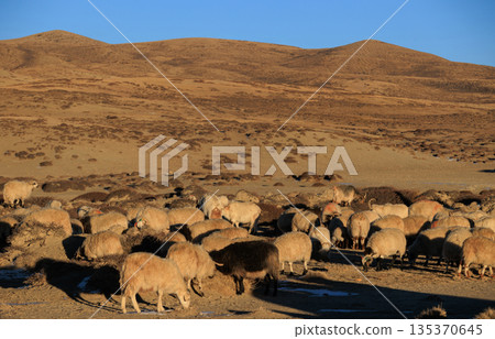 Sheep pasture in Tibet China 135370645