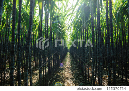 Sugarcane crops  grow in field 135370734