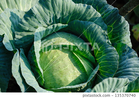 Green cabbage in growth at vegetable garden 135370740