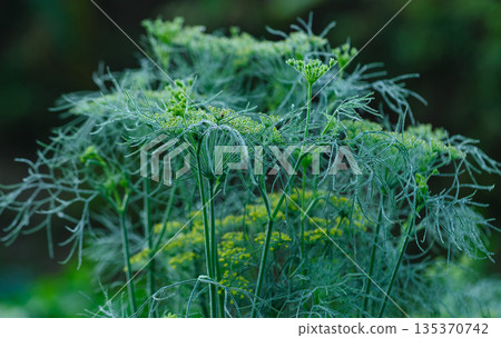 Fennel (Foeniculum vulgare) in growth at garden Fennel (Foeniculum vulgare) in growth at garden 135370742
