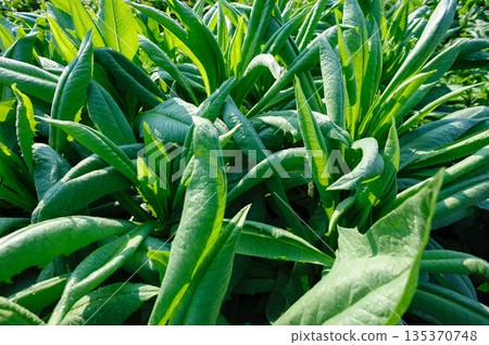 Green lettuce in growth at vegetable garden 135370748