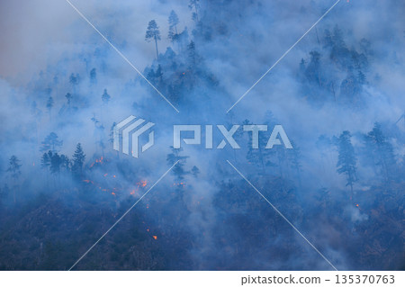 Forest fires and the destruction of trees Forest fires and the destruction of trees 135370763