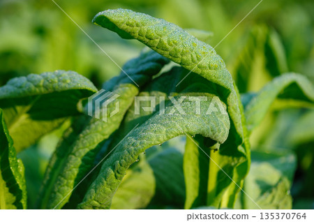 Green lettuce in growth at vegetable garden Green lettuce in growth at vegetable garden 135370764