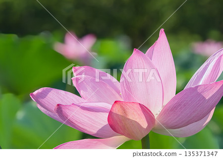 風景與蓮花 135371347