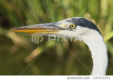 白鷺 白鷺 135371351