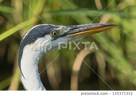 蒼鷺尋找食物 蒼鷺尋找食物 135371352