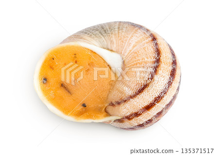 Dijon escargot snail filled with butter, tomato, garlic and cheese isolated on white background. Top view. Flat lay 135371517