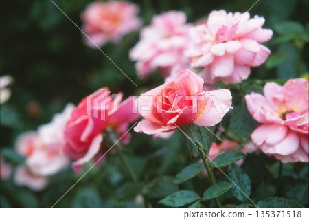 用正片拍攝的粉紅色玫瑰 用正片拍攝的粉紅色玫瑰 135371518
