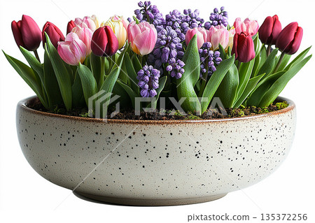 Perfect for home decor and plant care imagery. Bulbs lasagna in pot. Planting method for containers or garden beds. 135372256