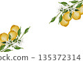 A branch with lemons watercolor frame. Hand drawn tropical sour fruit. Clip art of juicy yellow lime. Citrus on isolated white background. Ideal for logo and packaging of natural cosmetics, household 135372314