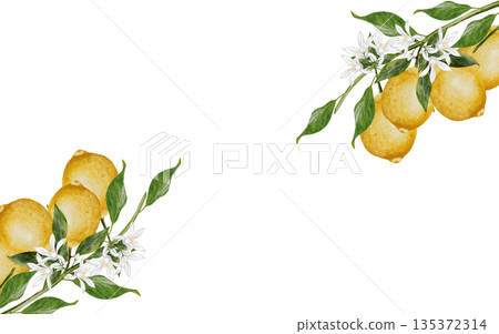 A branch with lemons watercolor frame. Hand drawn tropical sour fruit. Clip art of juicy yellow lime. Citrus on isolated white background. Ideal for logo and packaging of natural cosmetics, household 135372314