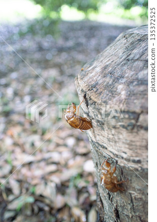 Cicadian shell 135372525