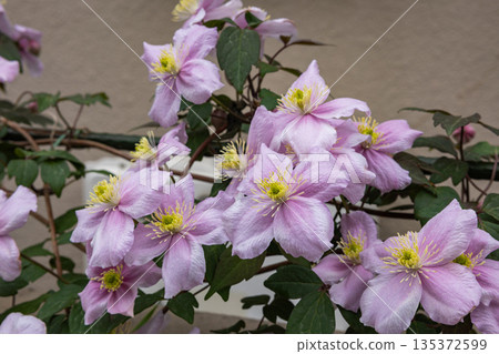 Beautiful and very fragrant clematis meyline flowers in the garden Beautiful and very fragrant clematis meyline flowers in the garden 135372599