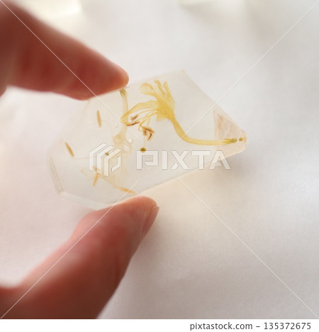 金冠之花 135372675