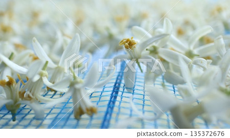 Mandarin orange flowers Mandarin orange flowers 135372676