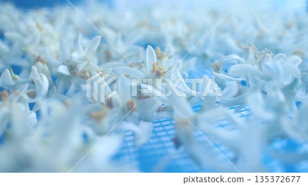 Neroli drying 135372677