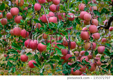 Many Fuji apples turning bright red in late autumn Many Fuji apples turning bright red in late autumn 135372707
