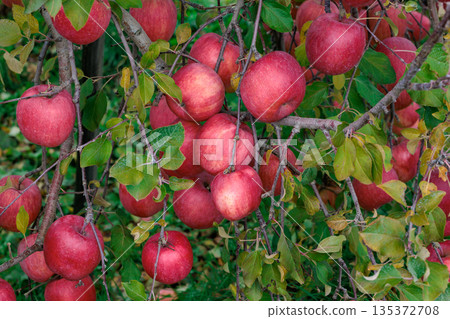 Many Fuji apples turning bright red in late autumn Many Fuji apples turning bright red in late autumn 135372708