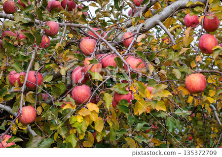 許多富士蘋果在深秋時節會變成鮮紅色。 135372709