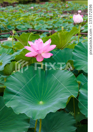 Beautiful pink lotus flowers blooming in a pond early in the summer morning Beautiful pink lotus flowers blooming in a pond early in the summer morning 135372896