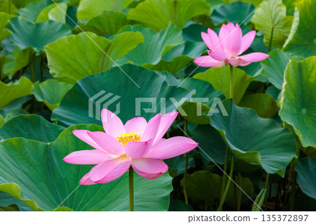 Beautiful pink lotus flowers blooming in a pond early in the summer morning Beautiful pink lotus flowers blooming in a pond early in the summer morning 135372897
