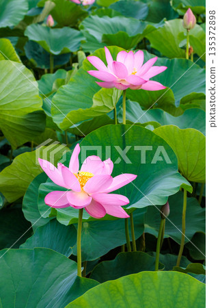 Beautiful pink lotus flowers blooming in a pond early in the summer morning Beautiful pink lotus flowers blooming in a pond early in the summer morning 135372898