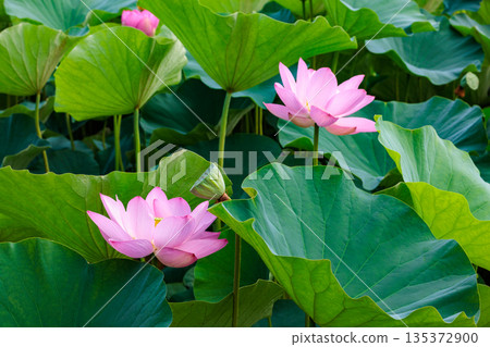 夏日清晨,池塘裡盛開著美麗的粉紅色蓮花。 夏日清晨,池塘裡盛開著美麗的粉紅色蓮花。 135372900