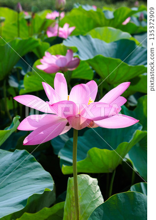 Beautiful pink lotus flowers blooming in a pond early in the summer morning 135372909