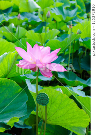 Beautiful pink lotus flowers blooming in a pond early in the summer morning 135372910