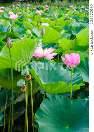 清晨，池塘裡盛開著美麗的蓮花。 135372980