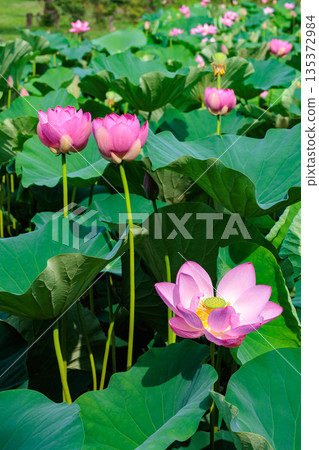 清晨,池塘裡盛開著美麗的蓮花。 清晨,池塘裡盛開著美麗的蓮花。 135372984