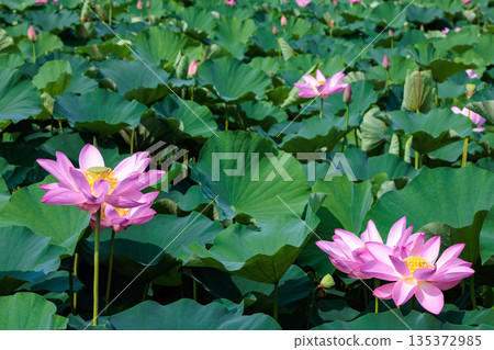 清晨,池塘裡盛開著美麗的蓮花。 清晨,池塘裡盛開著美麗的蓮花。 135372985