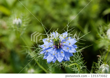 Close up of beautiful blue nigella flowers blooming in the garden 135373082