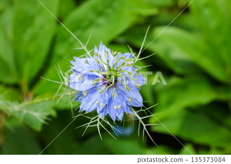 花園裡盛開的美麗藍色黑種草的特寫 花園裡盛開的美麗藍色黑種草的特寫 135373084