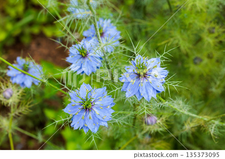 花園裡盛開的美麗藍色黑種草的特寫 花園裡盛開的美麗藍色黑種草的特寫 135373095