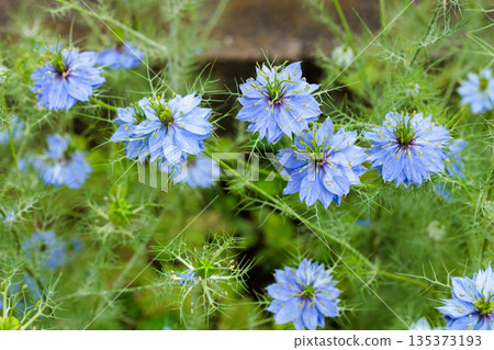 花園裡盛開著美麗的藍色黑種草花 花園裡盛開著美麗的藍色黑種草花 135373193