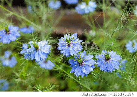 花園裡盛開著美麗的藍色黑種草花 135373194