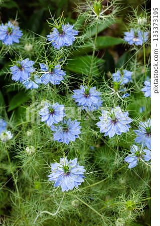 Beautiful blue nigella flowers blooming in the garden 135373195