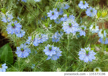 Beautiful blue nigella flowers blooming in the garden 135373196