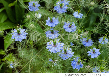 花園裡盛開著美麗的藍色黑種草花 135373199