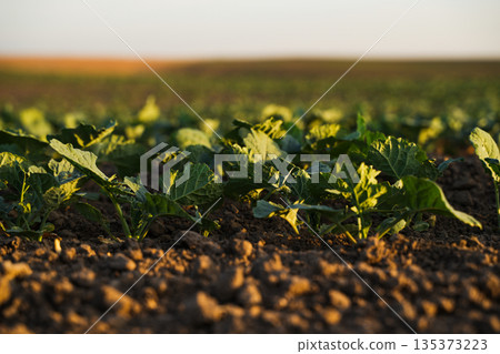 Young rapeseed seedlings growing in cultivated farmland soil under soft sunlight with blurred rural horizon Young rapeseed seedlings growing in cultivated farmland soil under soft sunlight with blurred rural horizon 135373223