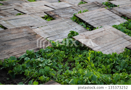 Heliciculture field with young oilseed vegetation and wooden shelter structures, eco-friendly snail farming landscape Heliciculture field with young oilseed vegetation and wooden shelter structures, eco-friendly snail farming landscape 135373252