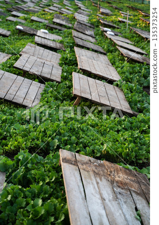 Rows of wooden boards over young rapeseed plants on snail farm, ecological heliciculture and early agricultural growth Rows of wooden boards over young rapeseed plants on snail farm, ecological heliciculture and early agricultural growth 135373254
