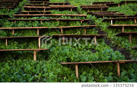 Close view of snail farming system with wooden shelters on green crops, heliciculture and sustainable food production 135373258