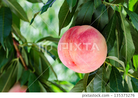 夏季果園新鮮甜美的桃子的特寫 135373276