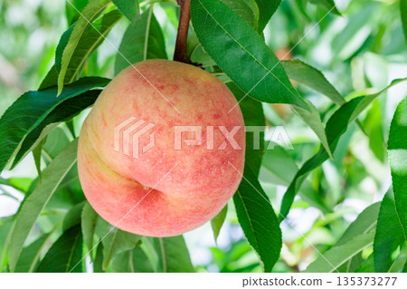 夏季果園新鮮甜美的桃子的特寫 135373277