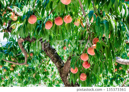 果園裡滿滿的美味桃子 135373361