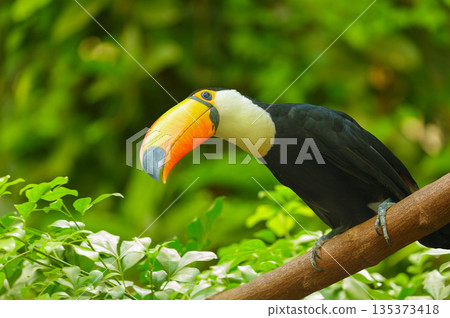 toucan perching on branch on green background toucan perching on branch on green background 135373418