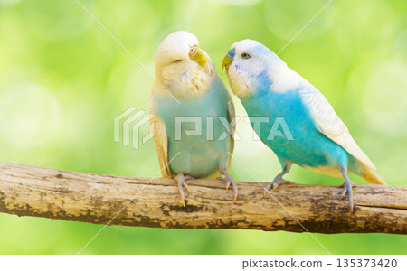 colorful budgerigars perching on branch of tree on green background colorful budgerigars perching on branch of tree on green background 135373420