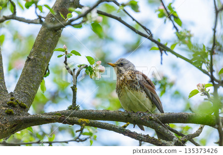 Bird perching on branch of blossom apple tree with flowers. Songbird thrush 135373426
